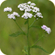 Yarrow